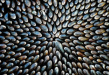 L’éclade de moules – Un plat incontournable des cabanes ostréicoles eclade de moules