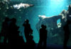 Aquarium de La Rochelle – Une immersion au coeur des océans