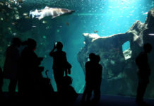 Aquarium de La Rochelle – Une immersion au coeur des océans
