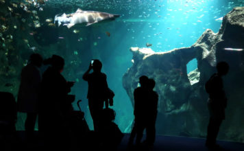 Aquarium de La Rochelle – Une immersion au coeur des océans