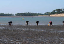 La pêche à pied – Une chasse au trésor gourmande les pieds dans l’eau