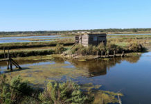 Les marais de Charente-Maritime, un écosystème à découvrir