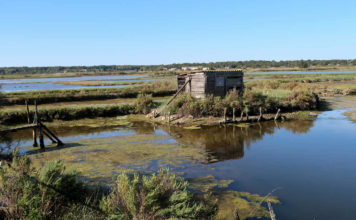 Les marais de Charente-Maritime, un écosystème à découvrir